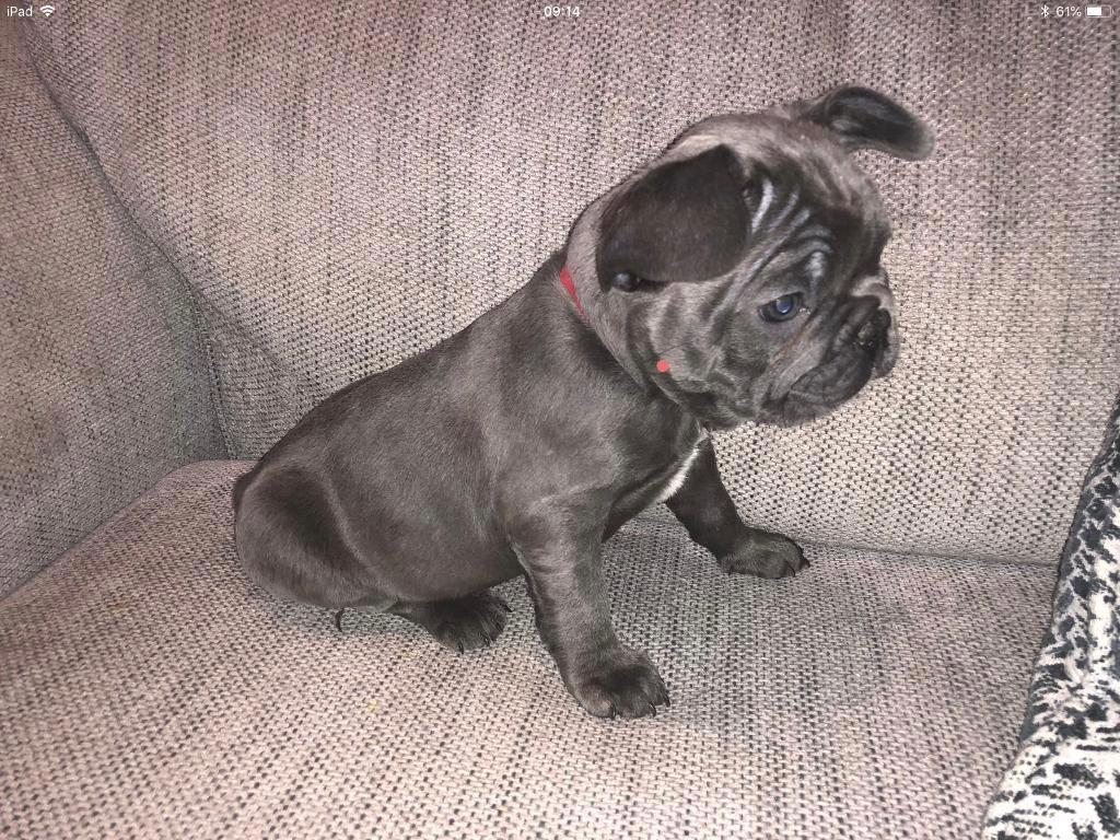 KC REG, FRENCH BULLDOG PUPPIES, BLUE & BLUE PIED, CARRY