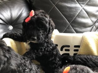Fully vet checked Cocker poo puppies