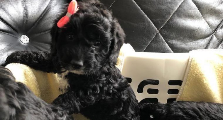 Fully vet checked Cocker poo puppies