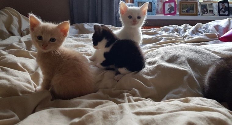 5 Kittens for Sale