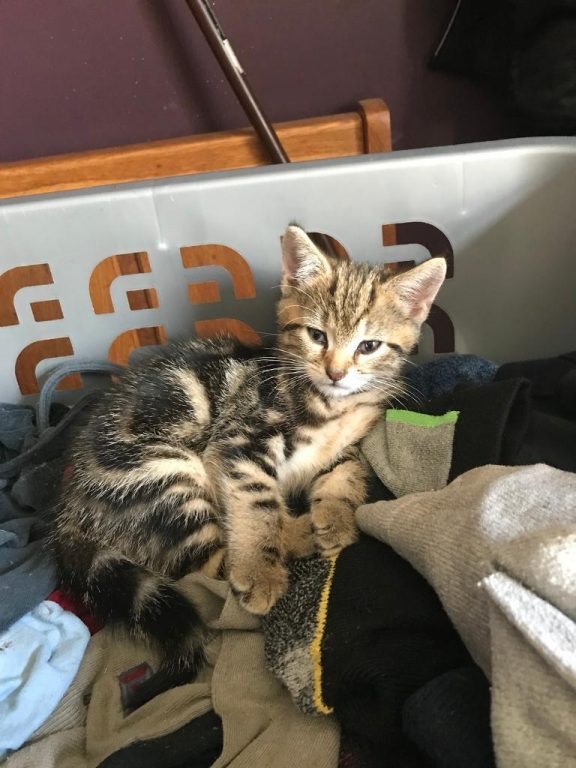For sale 2 boy kittens