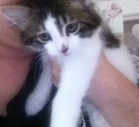 Rehome 11 week old kitten