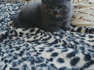 READY NOW Stunning Blue British Shorthair Girl