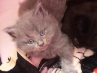 Blue 3/4 Persian male