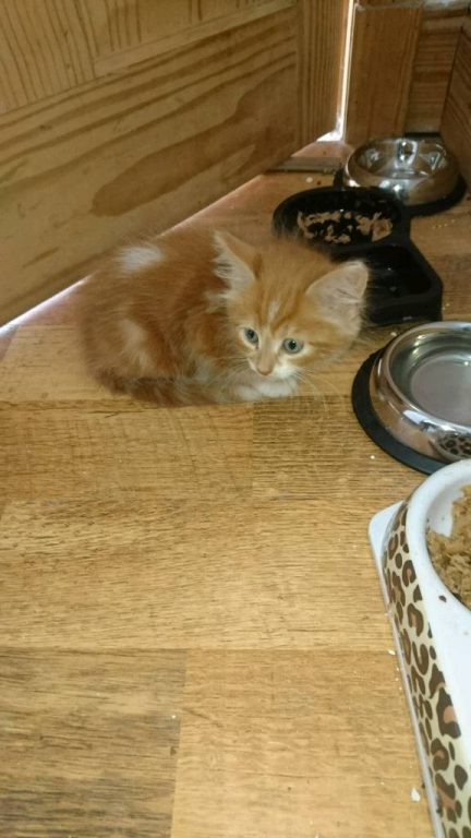 £110 Kitten for sale
