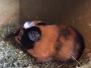 Gorgeous Baby guinea pig