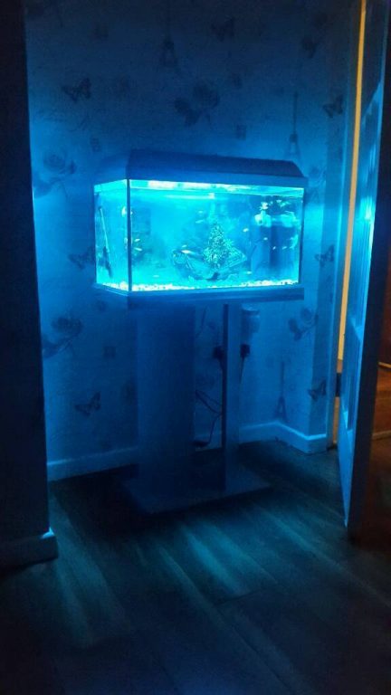 for sale fish tank