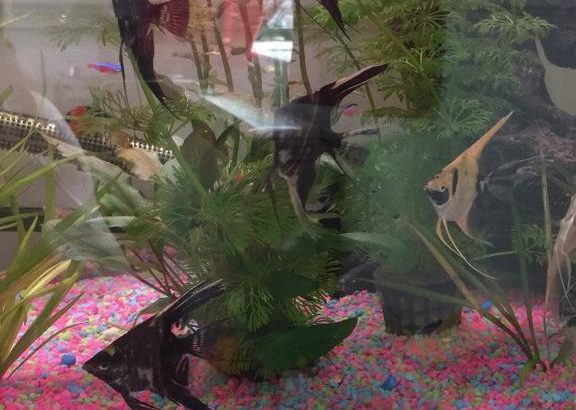 For sale Angel fish