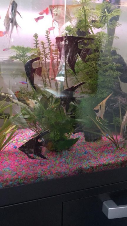 For sale Angel fish