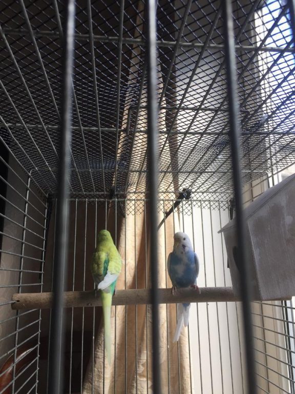 For Sale Green and blue budgies with cage