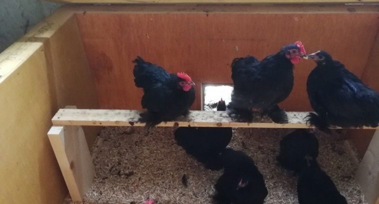 Mixed Colours 100 Budgies for sale