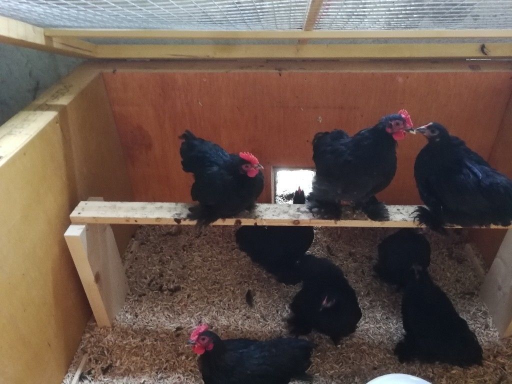 Mixed Colours 100 Budgies for sale