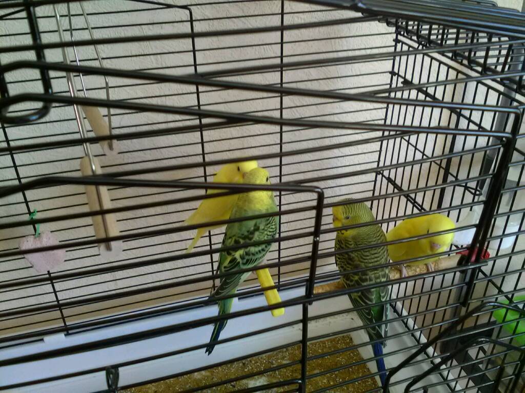 Young Budgies