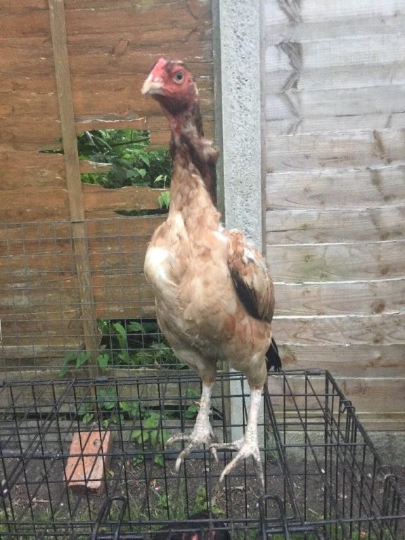 aseel hen for sale, 100% pure