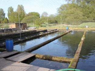 Fish Farming Business In Wiltshire For Sale
