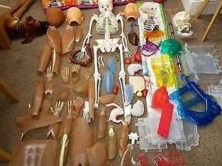 Educational Billy bones how your body works