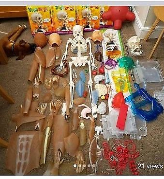 Educational Billy bones how your body works
