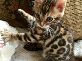 Adorable and Cute Bengal kittens