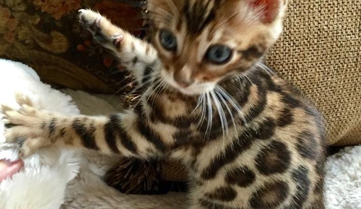 Adorable and Cute Bengal kittens