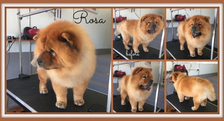 Experienced Dog Groomer Available