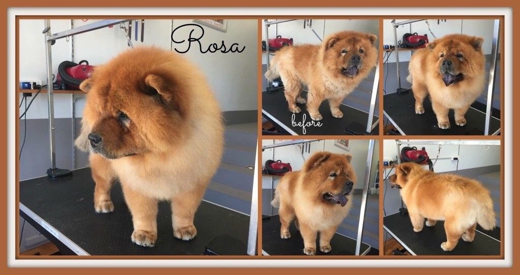 Experienced Dog Groomer Available