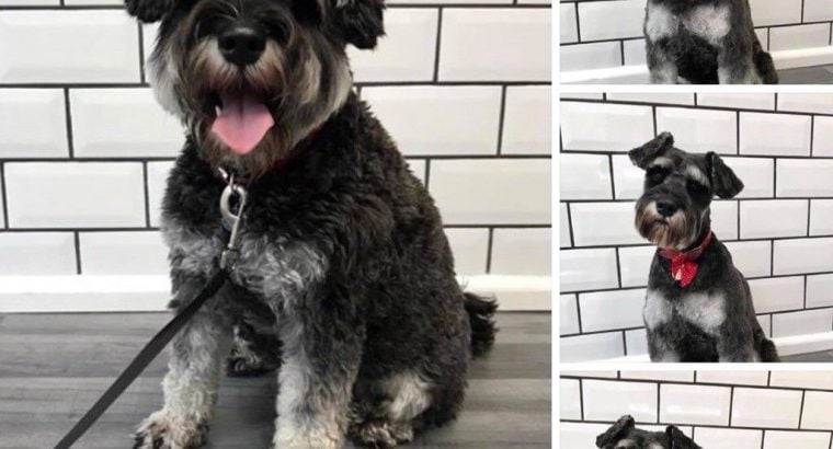 HOME BASED DOG GROOMING SALON