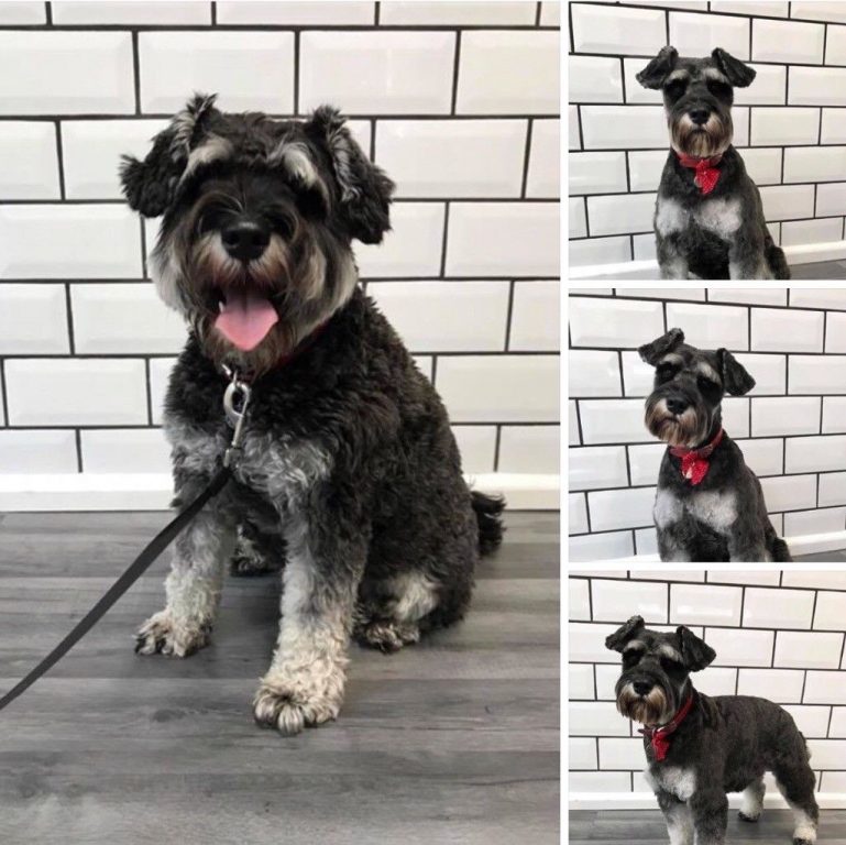 HOME BASED DOG GROOMING SALON