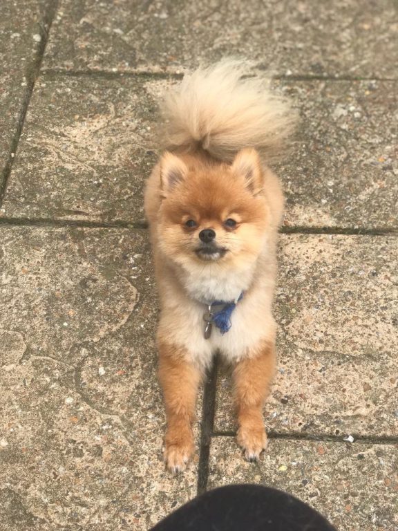 Professional Dog Grooming
