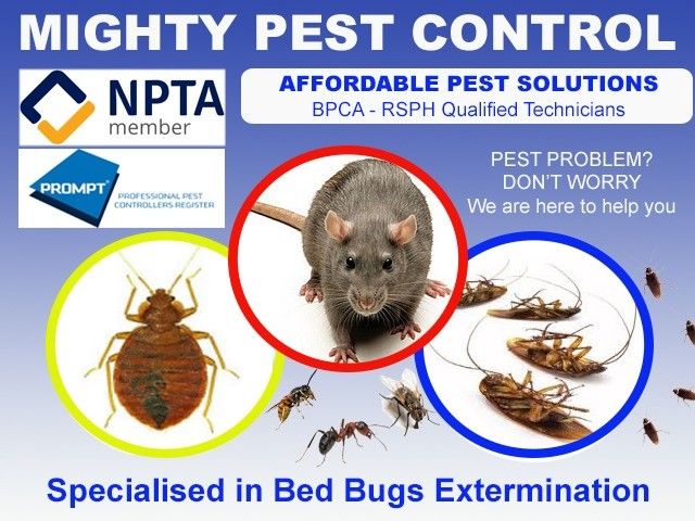 Mice|Bed bugs|Cockroaches|Ants|Wasps|treatment Beckton East Ham Forest Gate – Pest & Vermin Control