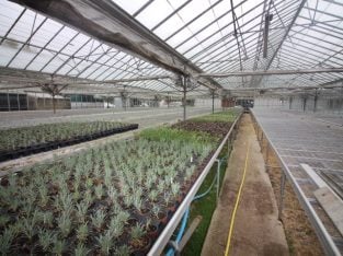 For Sale Wholesale Nursery/Garden Centre Opportunity, Surrey