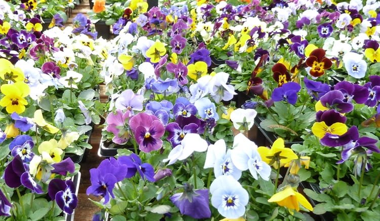 Freehod Garden Centre With Farm Shop And Licenced Cafe/Restaurant For Sale