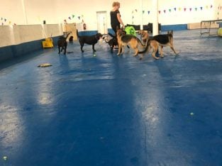 Leasehold Doggy Day Care Business For Sale