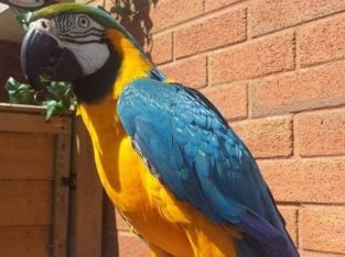 Miligold Macaw F1 Hybrid Mum Military Dad Blugold