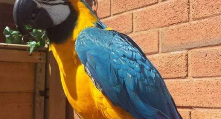 Miligold Macaw F1 Hybrid Mum Military Dad Blugold