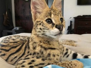 African Serval Cats