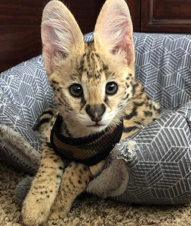 African Serval Cats QuickMarket Free Classified Ads Buy & Sell