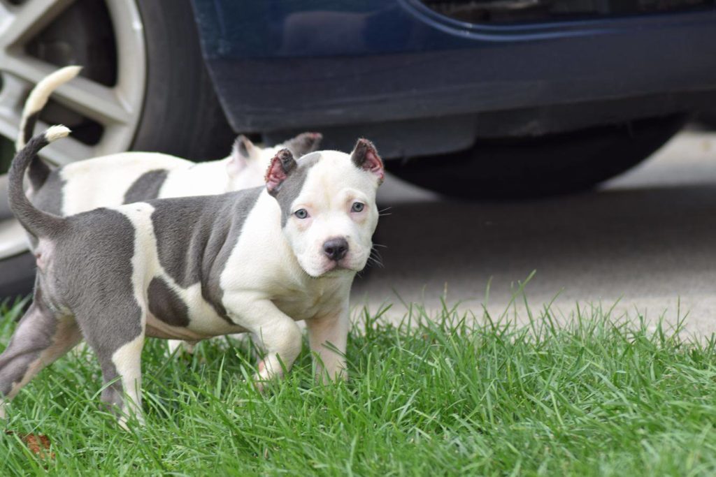 Top Quality Abkc Xl American Bully Puppies Quick Market