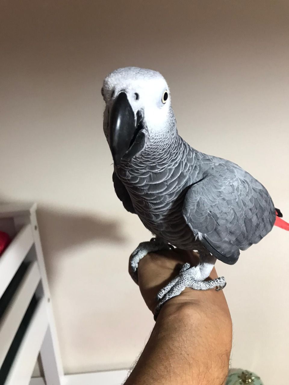 Tame African Grey