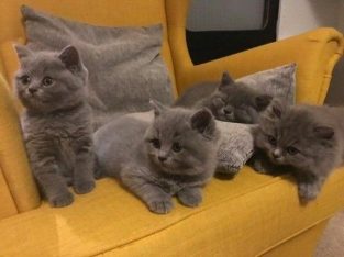 GCCF Registered -4 chunky British Shorthair