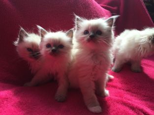 Beautiful Pedigree Ragdoll Kittens
