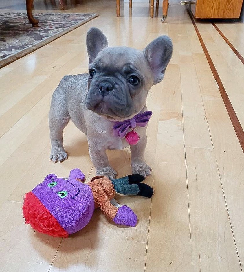 Beautiful litter of French bulldogs Ready