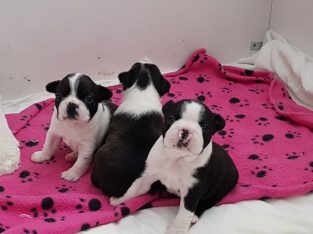 Beautifu Boston Terrier puppies,