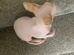 Sphynx Male For Sale