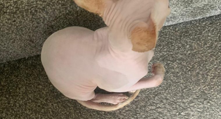 Sphynx Male For Sale