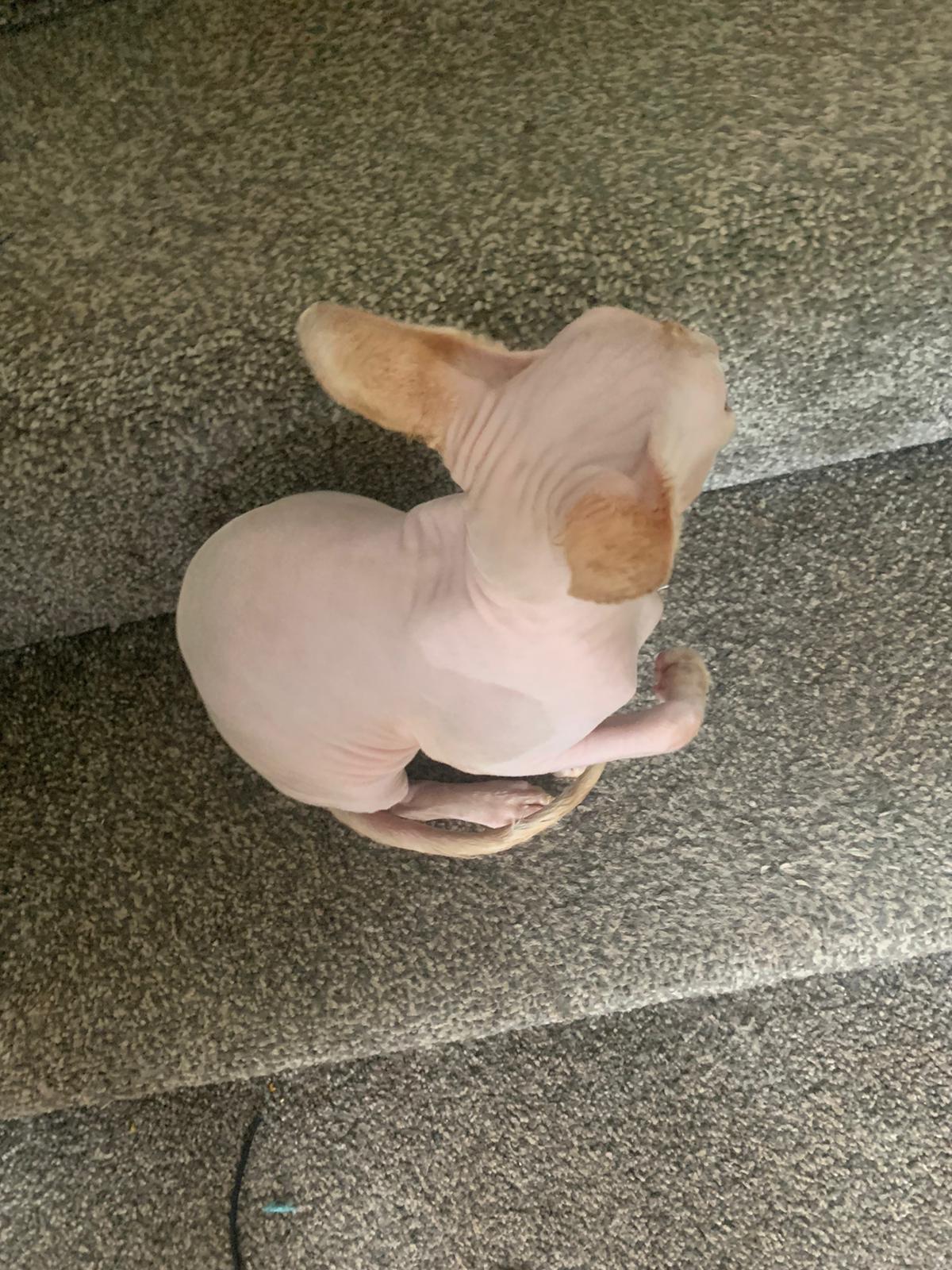 Sphynx Male For Sale