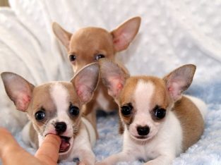 Stunning Chihuahua Ppupies,