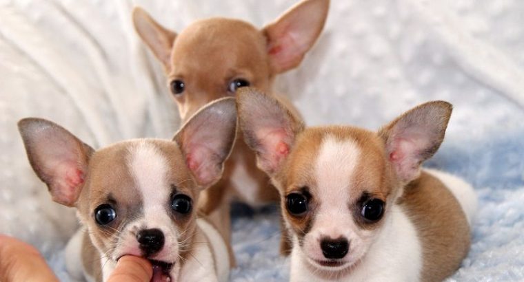 Stunning Chihuahua Ppupies,