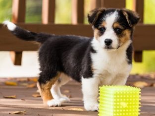 charming corgi puppies for sale