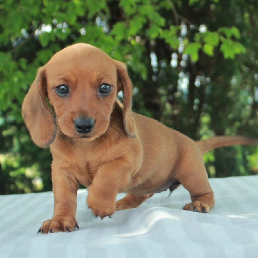 Stunning Dachshund puppies for sale