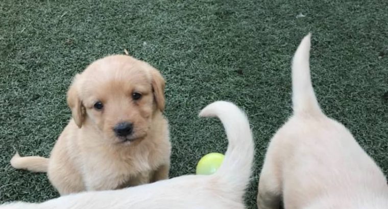 Amazing Labrador puppies